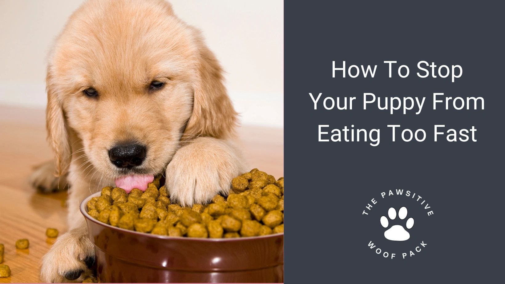 How To Stop Your Puppy From Eating Too Fast